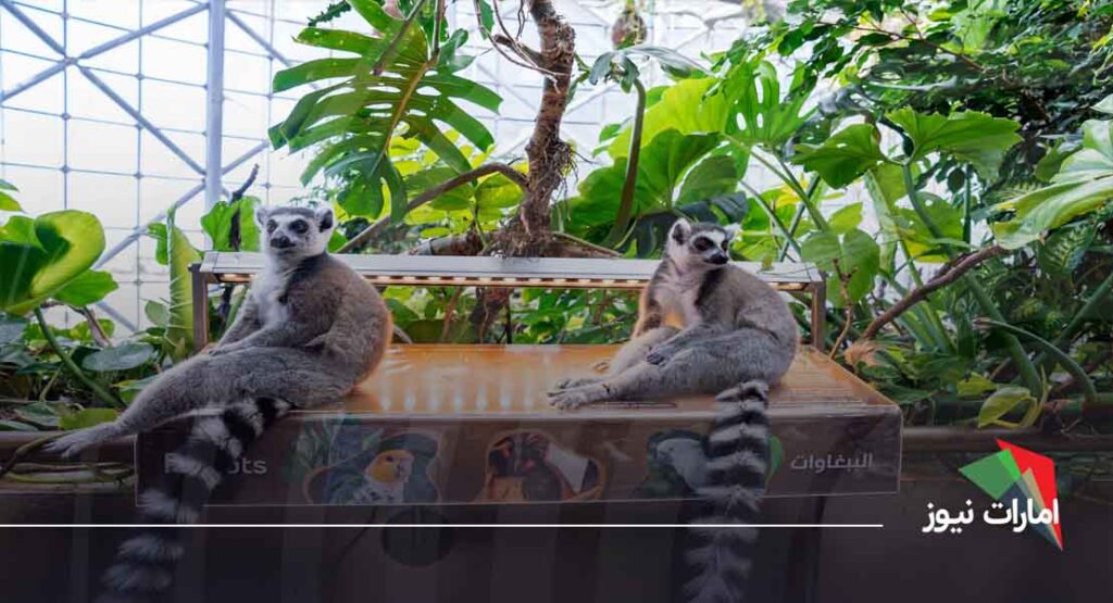 فعالیت های هیجان انگیز در سیاره سبز دبی