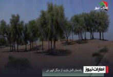 راهنمای کامل بازدید از جنگل الهیر دبی