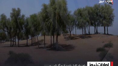 راهنمای کامل بازدید از جنگل الهیر دبی