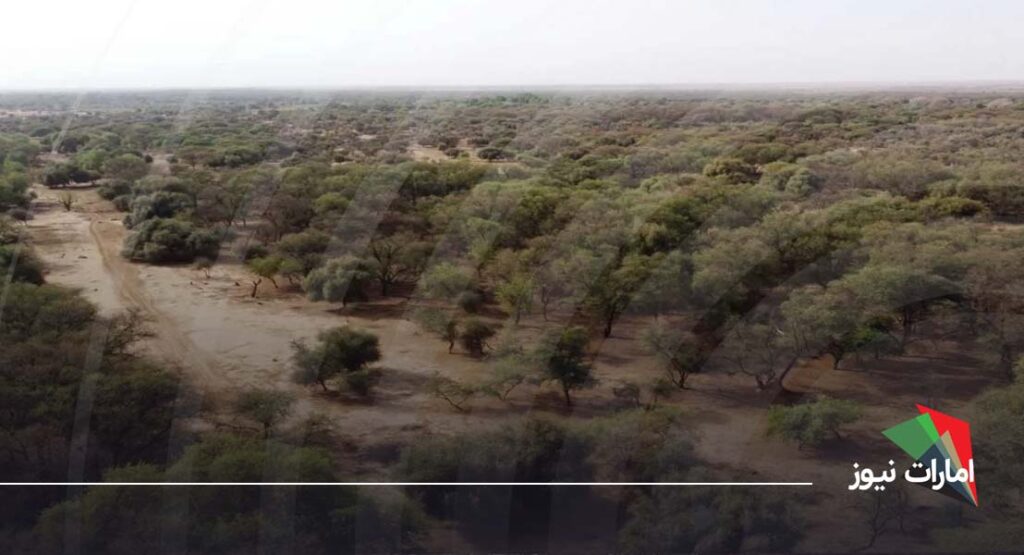 things-you-shouldnt-miss-in-al-hir-forest-dubai